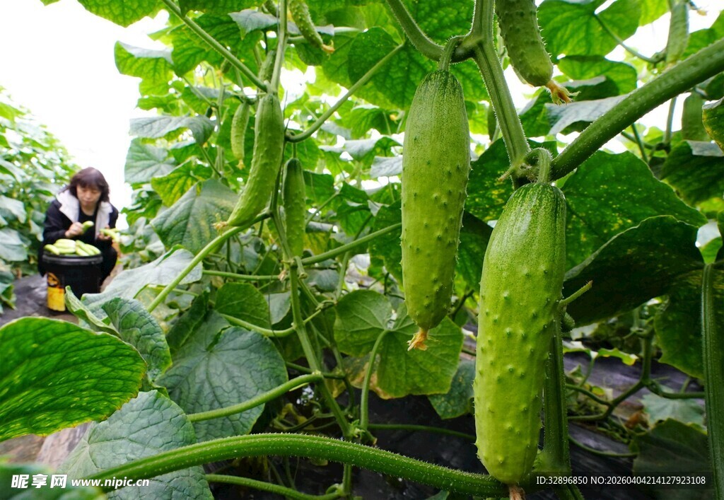 棚内鲜嫩的黄瓜待采摘