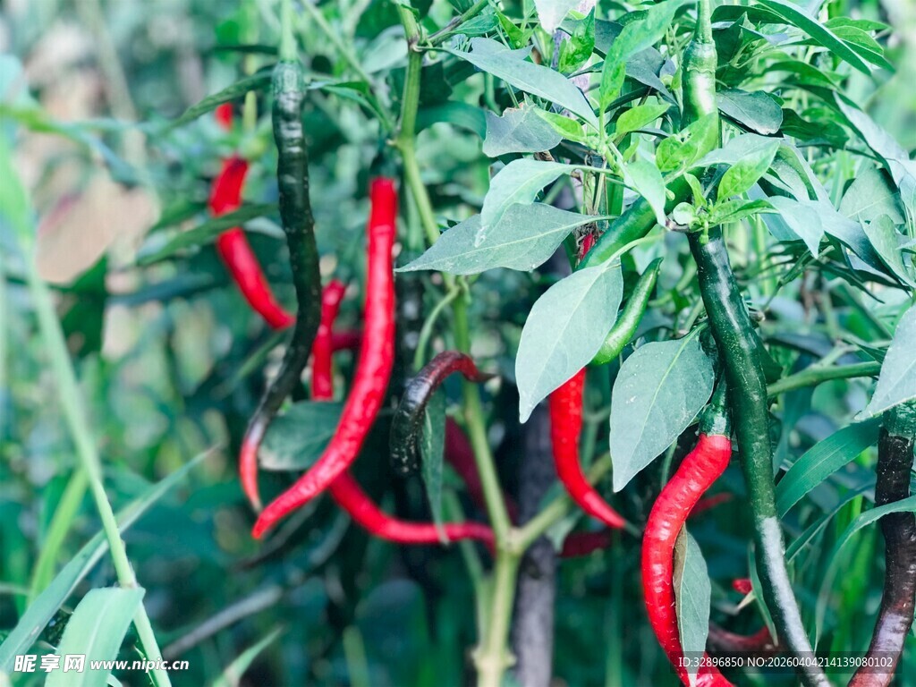枝头红辣椒绿意相伴