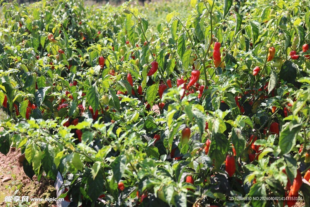 田间繁茂的红辣椒植株