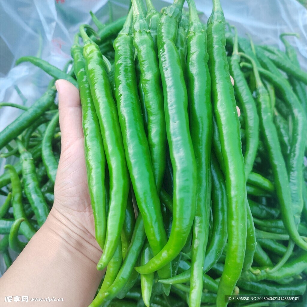 手捧鲜绿长尖椒