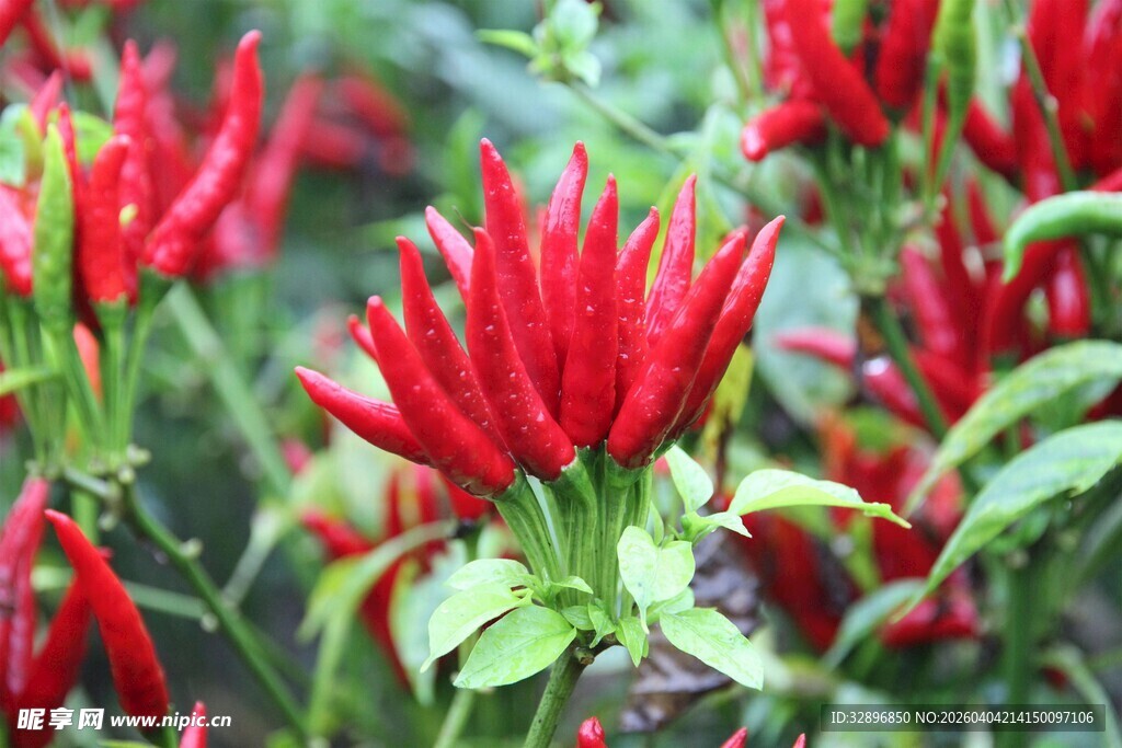 鲜艳红辣椒绿叶相衬