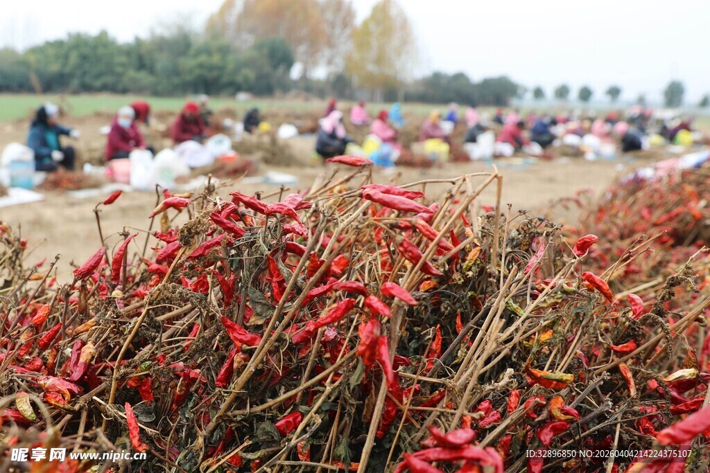 田间红辣椒丰收景象