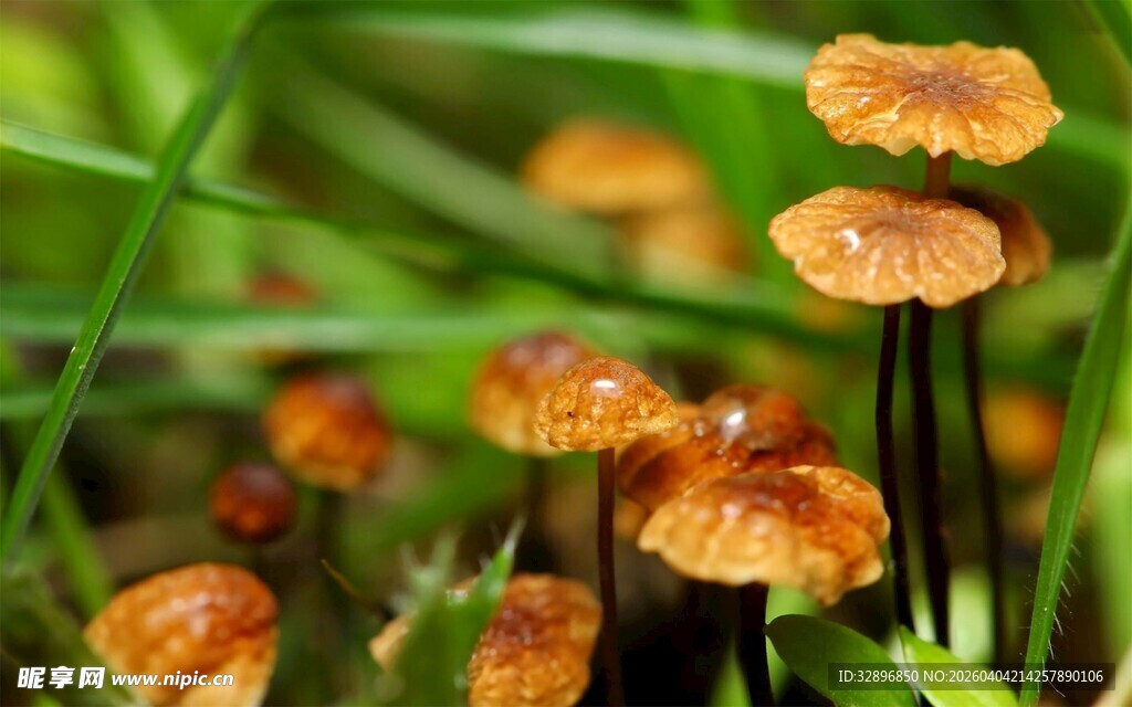 草丛中的橙色小蘑菇