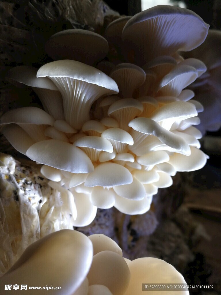 簇生的鲜嫩平菇