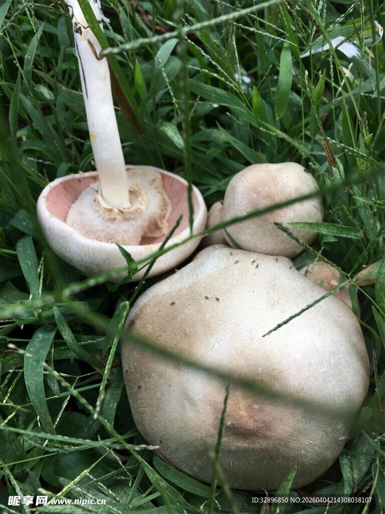 草地上的白色蘑菇