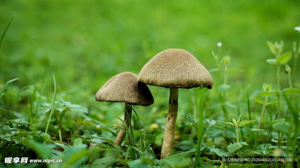 草地上的双生蘑菇