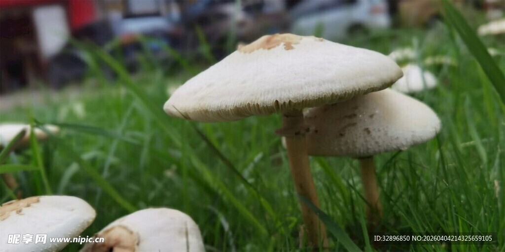 草地上的蘑菇