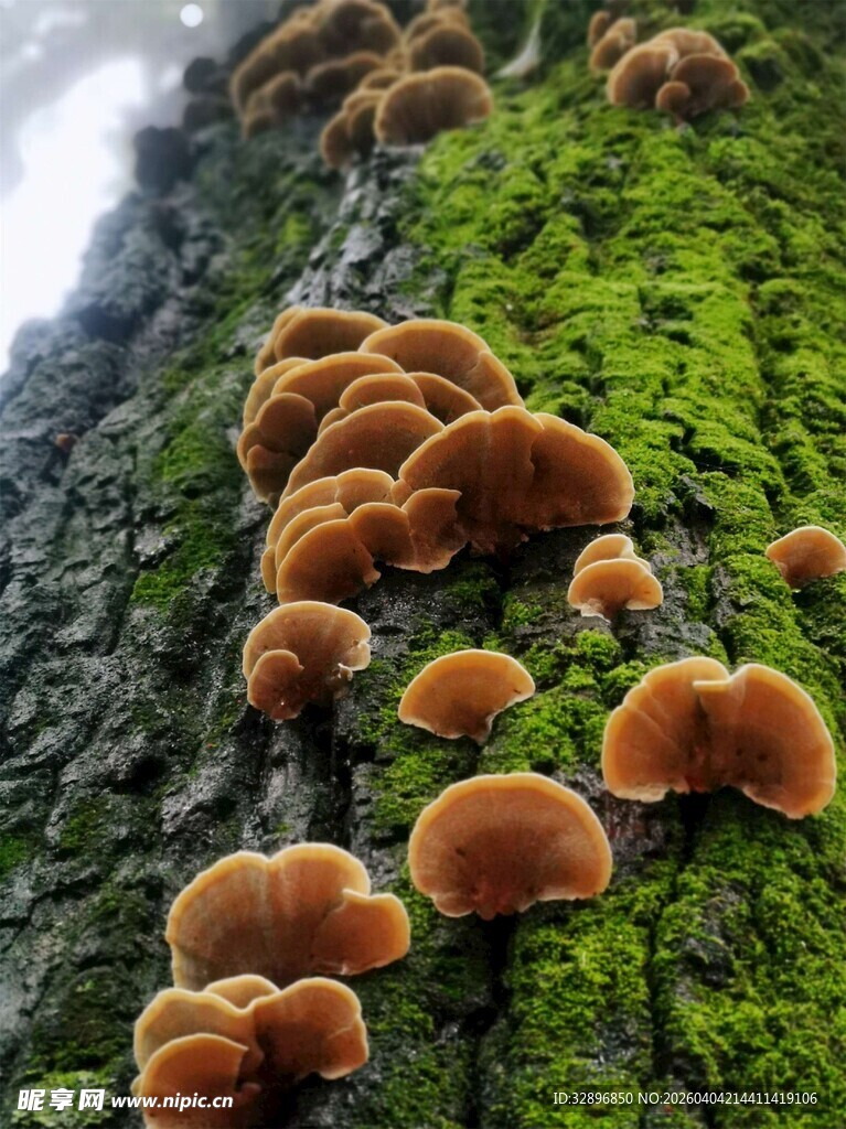 树干上的橙褐蘑菇与青苔
