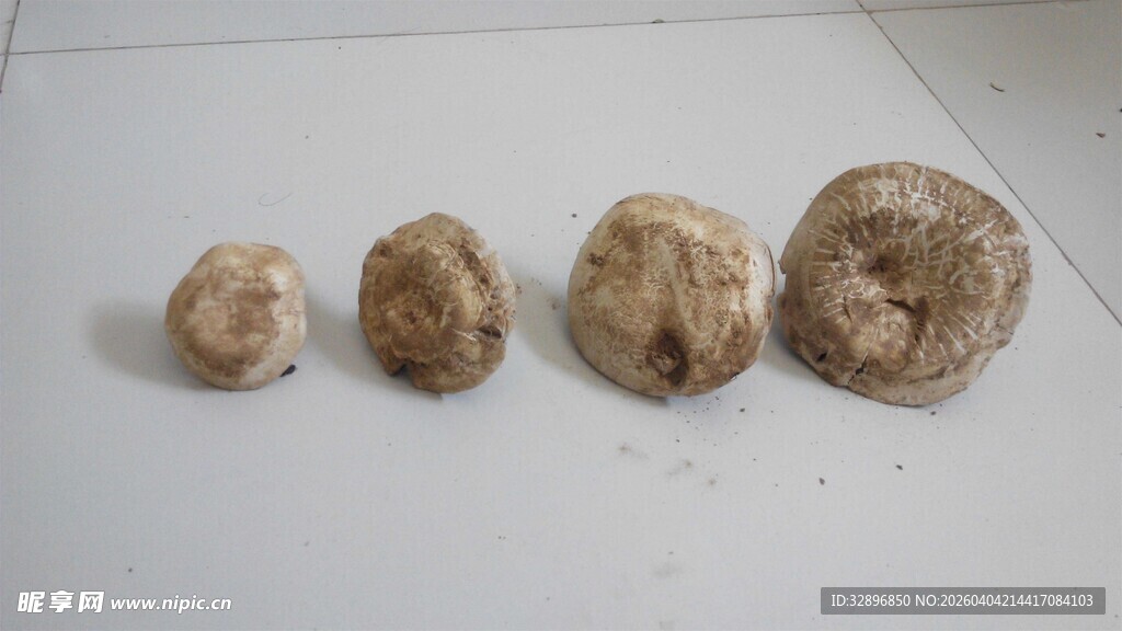 四个形状各异的菌类