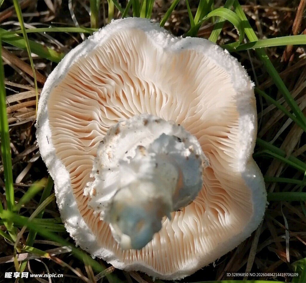 草地上的独特蘑菇