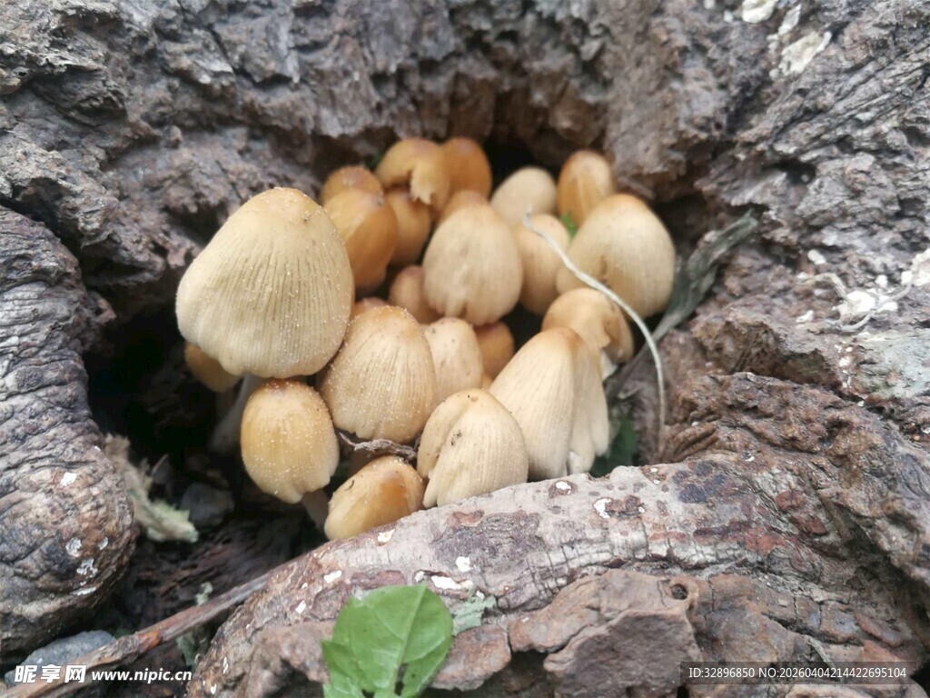 树桩上生长的黄色蘑菇