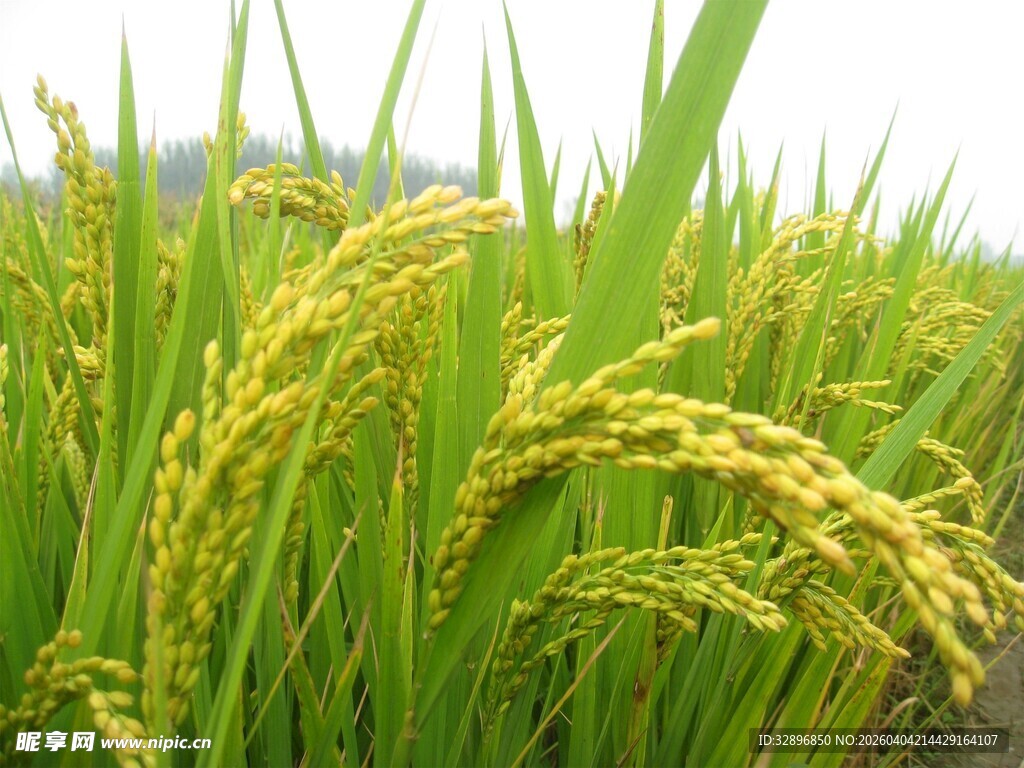 金黄稻田稻谷饱满待丰收