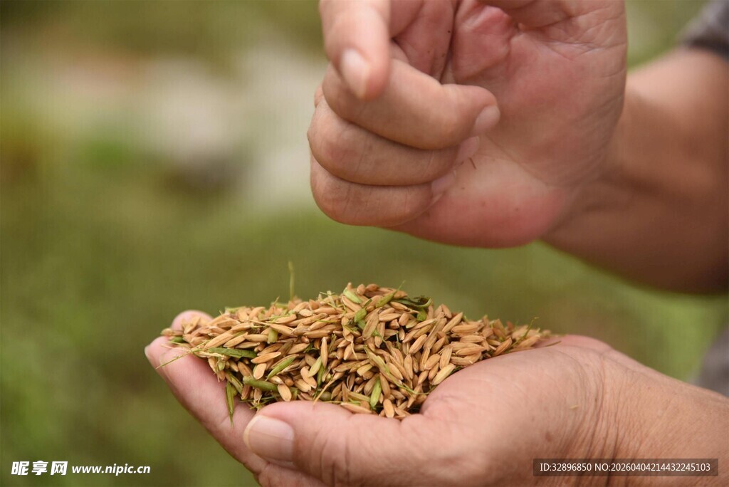 手捧谷物种子特写