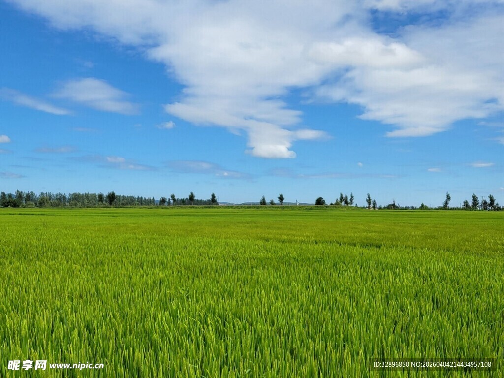 广袤绿野蓝天相伴