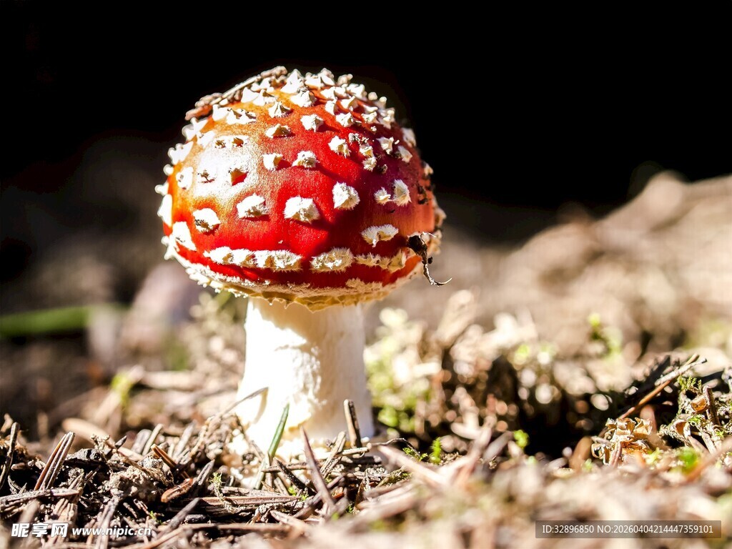 红色斑点蘑菇特写