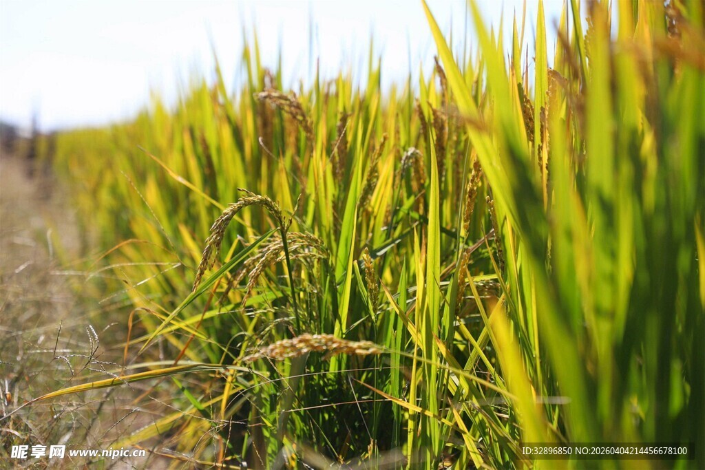 金黄稻田展现田园之美
