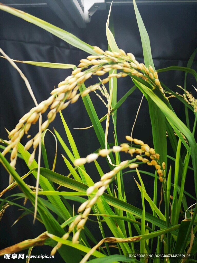 金黄稻穗展现田园丰收气息