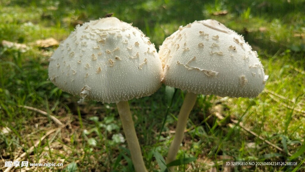 草地上的双生白色蘑菇