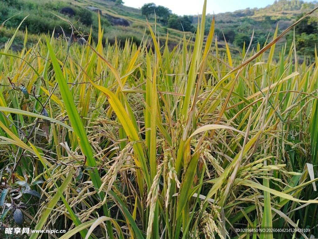 金黄稻田展现田园之美