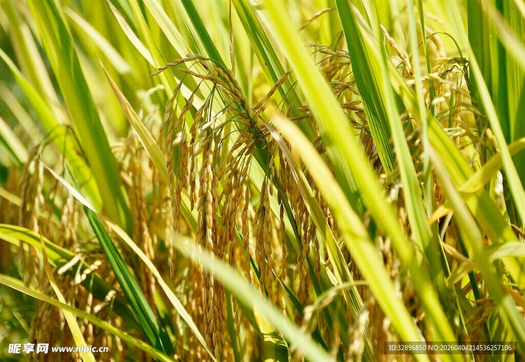 金黄稻田中的饱满稻穗