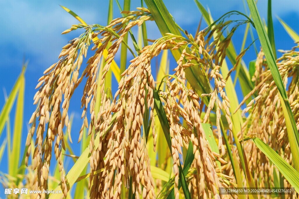 金黄稻穗丰收在望