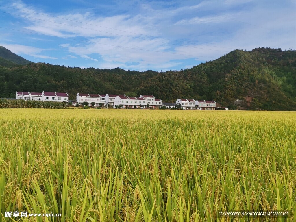 金黄稻田与远山村落美景