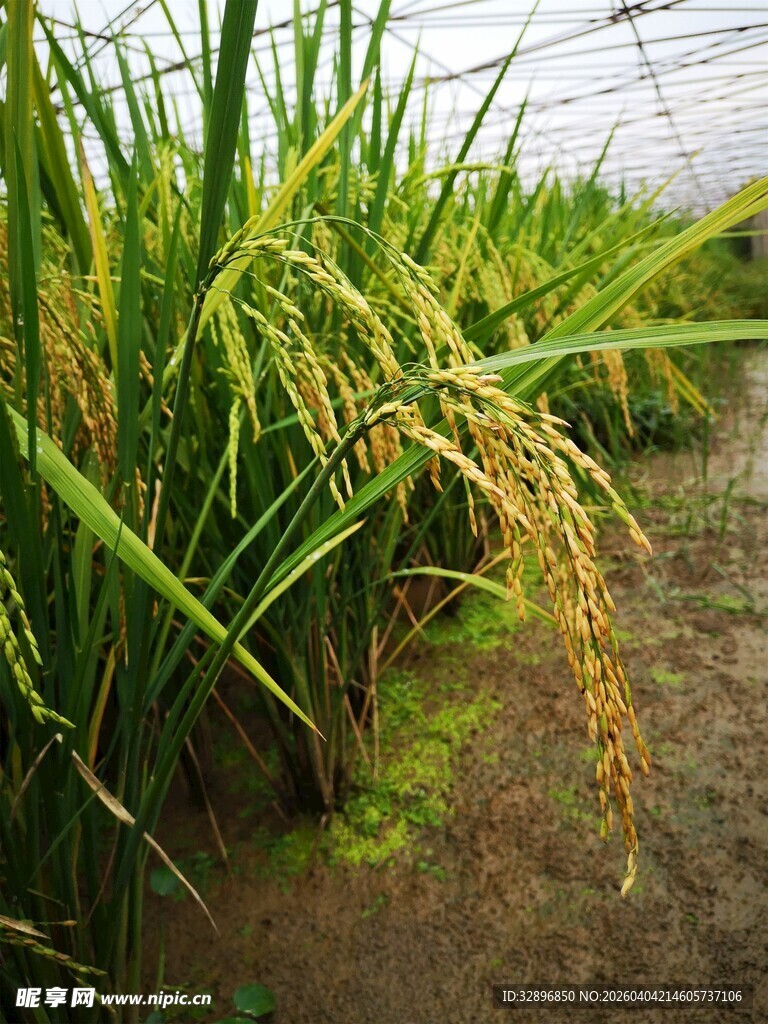 金黄饱满的成熟水稻田