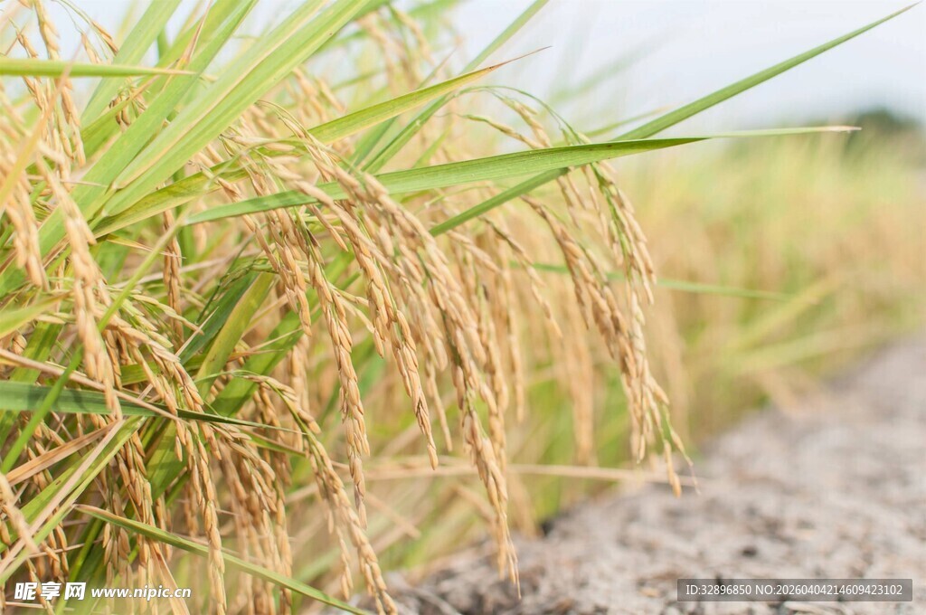 金黄稻穗田间丰收景象