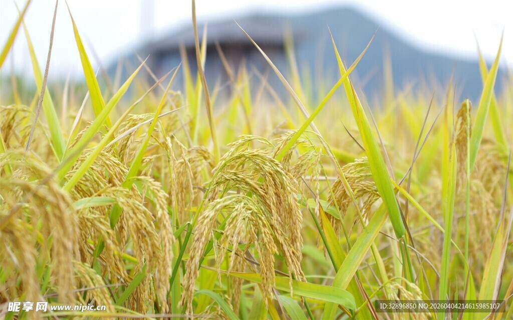 金黄稻田丰收在望