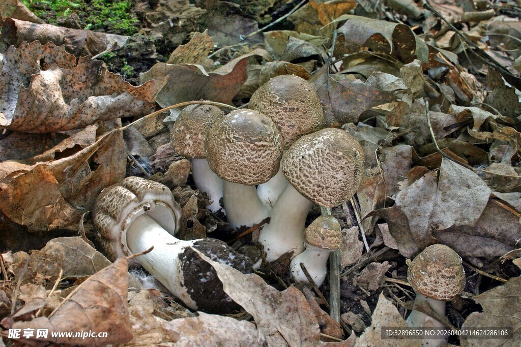 落叶中生长的野生蘑菇