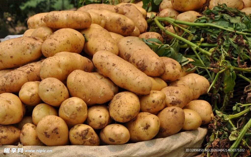 筐中堆放的新鲜土豆