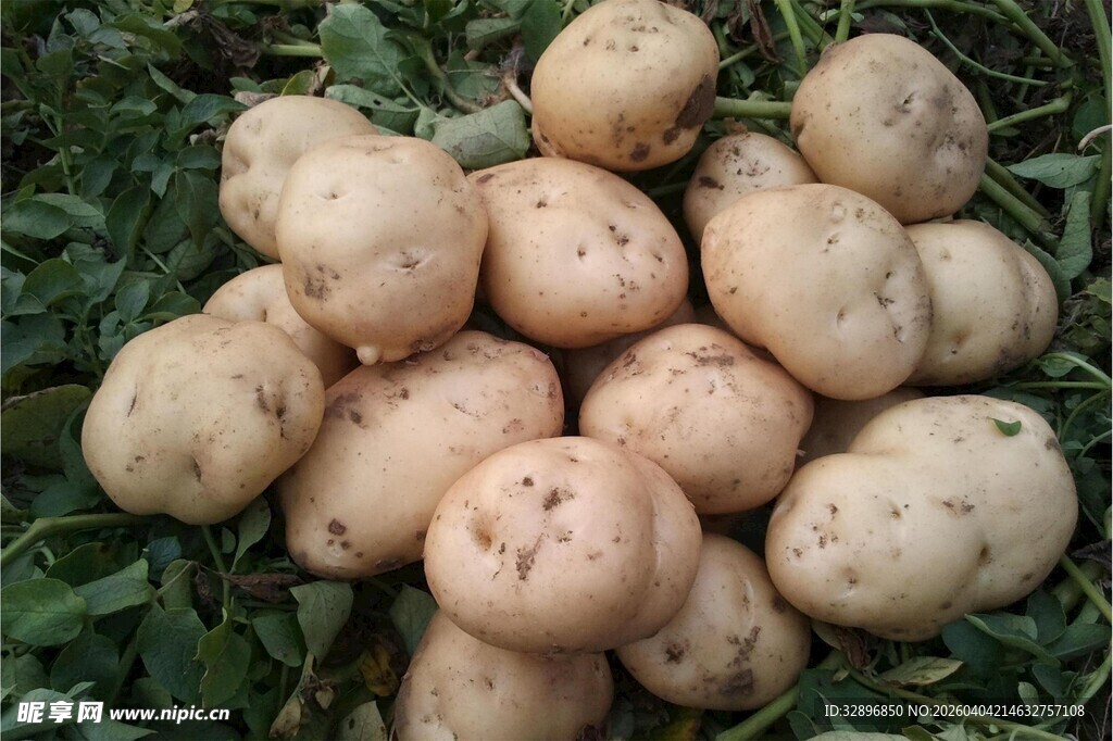 新鲜出土的圆润土豆