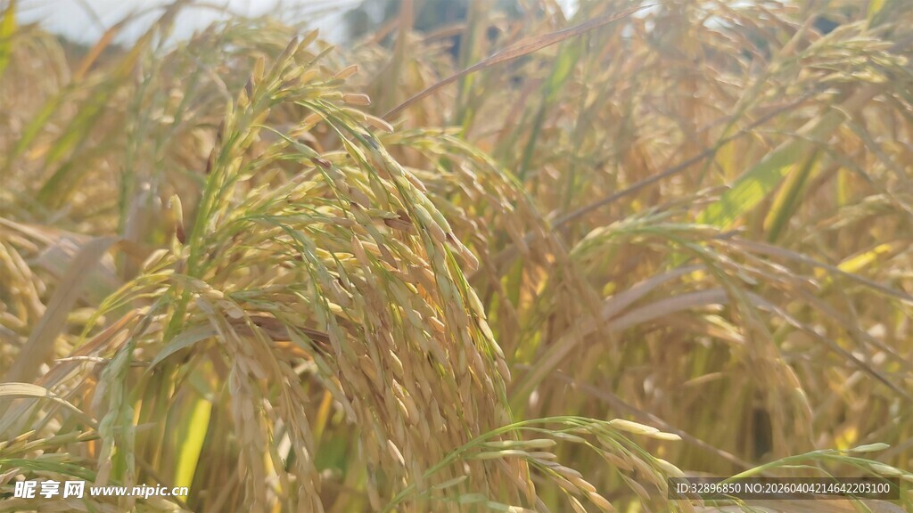 金黄稻田丰收景象