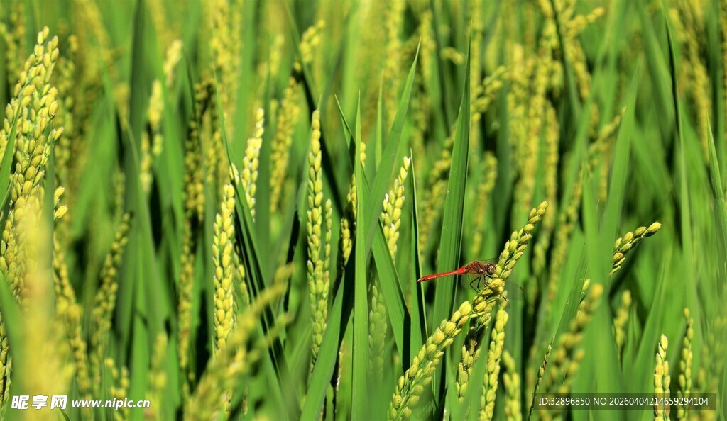 翠绿稻田生机盎然