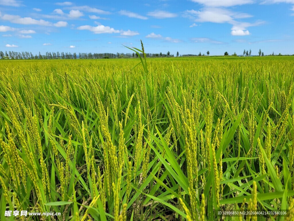 广袤稻田绿意盎然