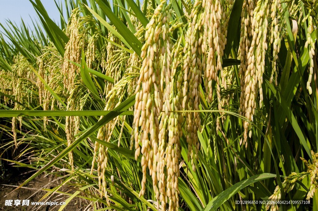 金黄饱满的成熟稻穗
