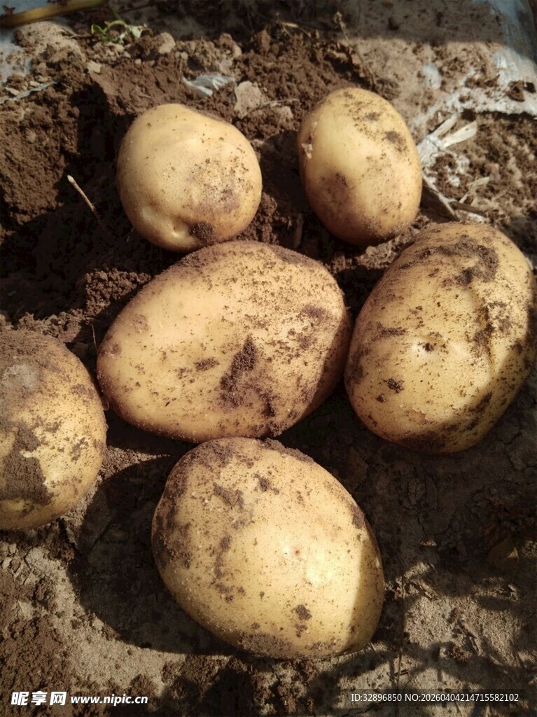 新鲜出土的圆润土豆