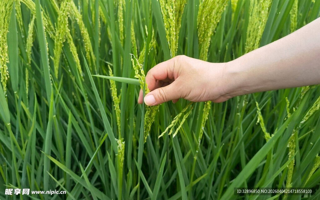 手触稻田绿意