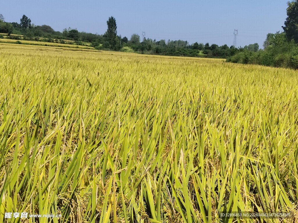 金黄稻田展现田园之美