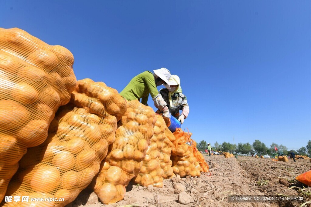 农民田间忙碌收割土豆