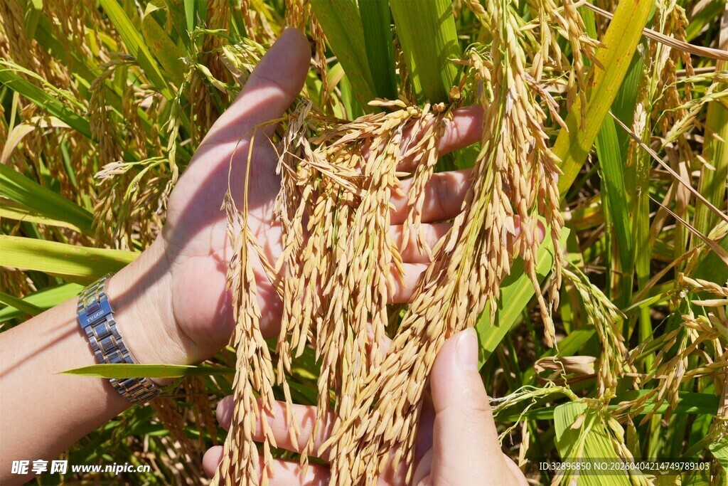 手捧金黄饱满的成熟稻穗