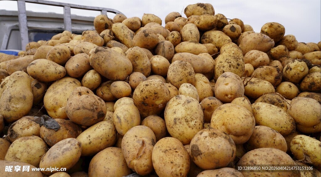 大量土豆堆成小山