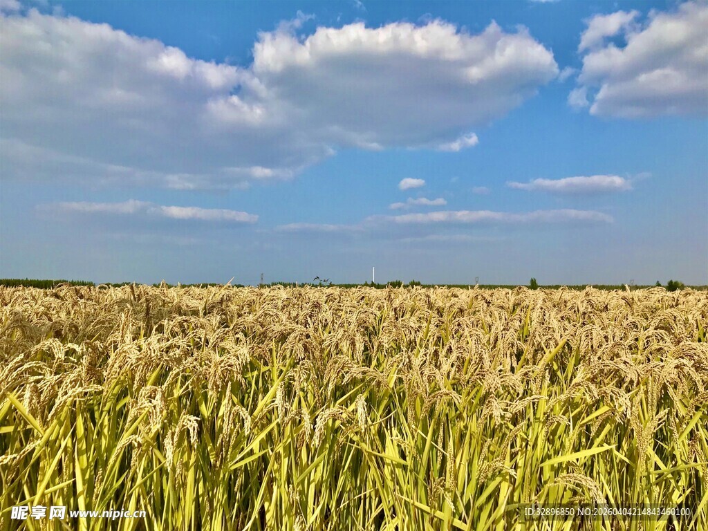 金黄麦田蓝天白云下美景