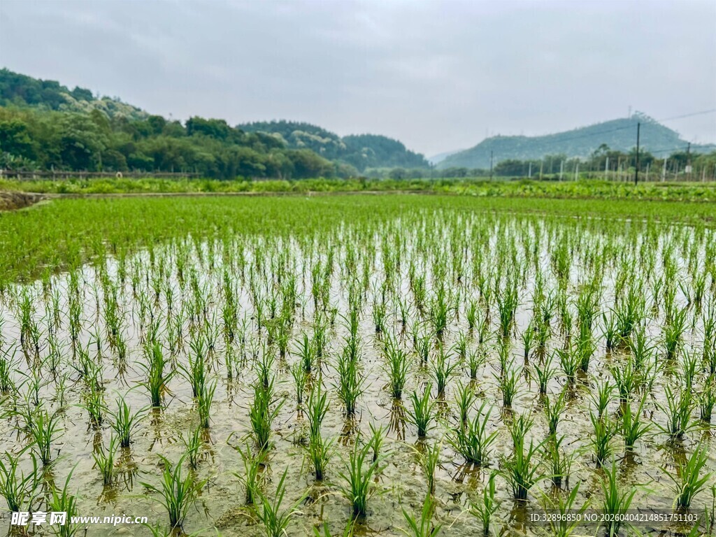 水田风绿意盎然的稻田