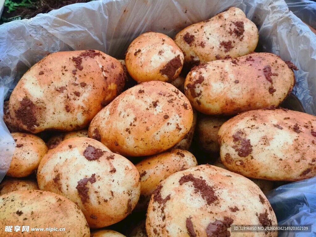 新鲜土豆堆放在篮子里