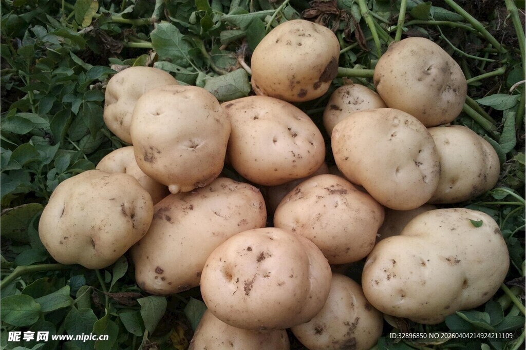 一堆新鲜土豆置于草地