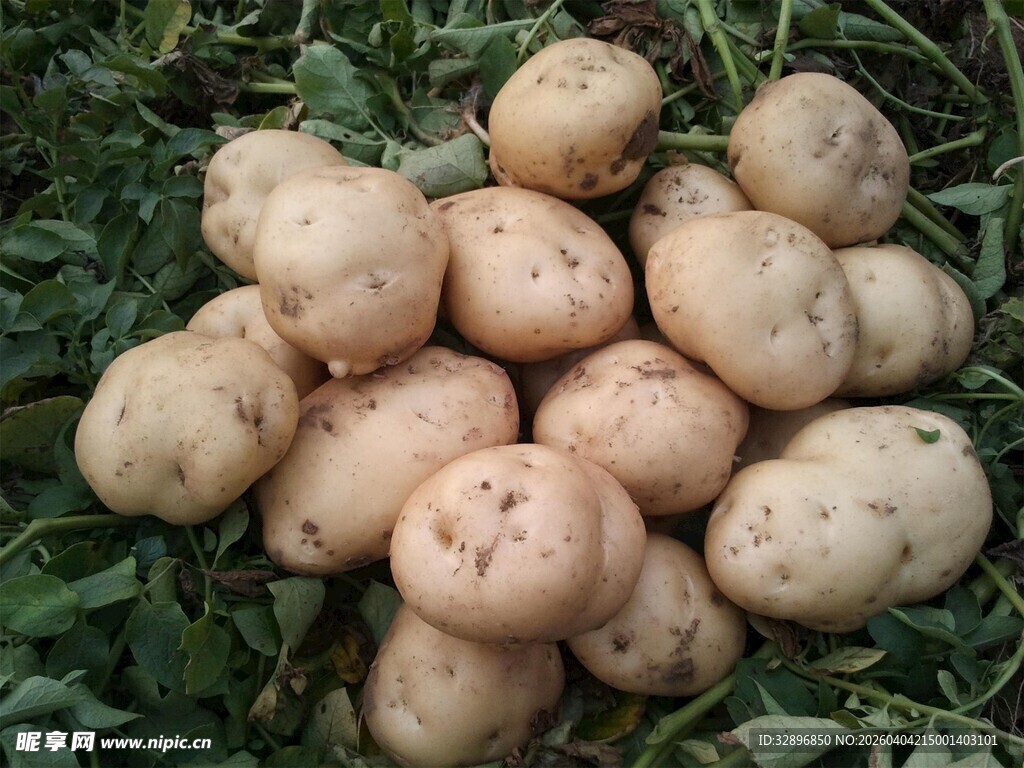 草地上的新鲜土豆