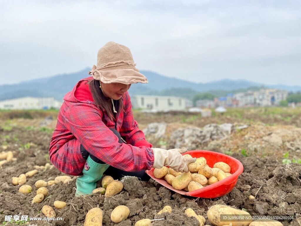 农民田间收获新鲜土豆