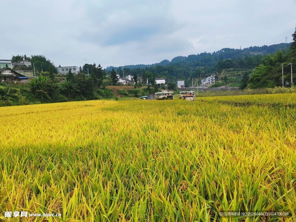 金黄稻田与远处村落风光