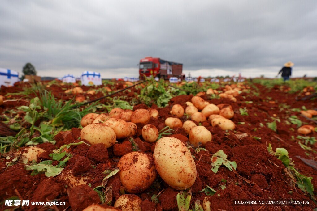 农田里丰收的土豆景象